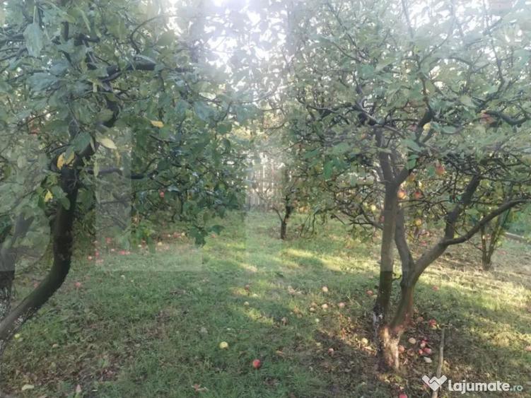 Casa tradi?ionala cu teren generos Brae?ti, Boto?a - 3