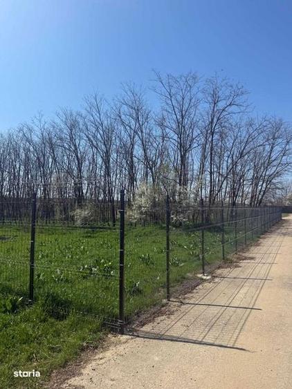 Vand teren intravilan Gruiu-Lipia - 5