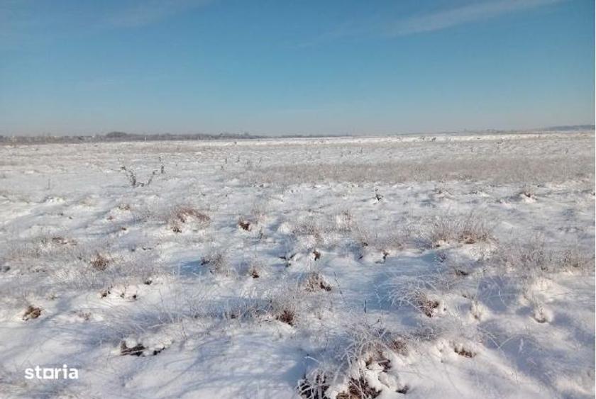 Cota 3/12 Teren extravilan Loc. Fibis, jud. Timis - 1