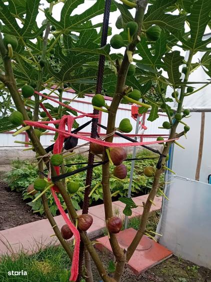 Casuta cu 800mp teren in Catamaresti Deal - 2