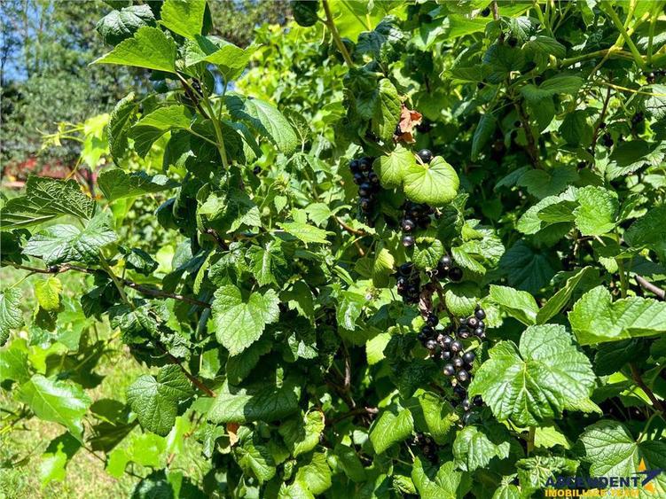 Casa primiroate in decor valoros si rodnic teren de 850mp, Ilieni, Covasna: FILM! - 5