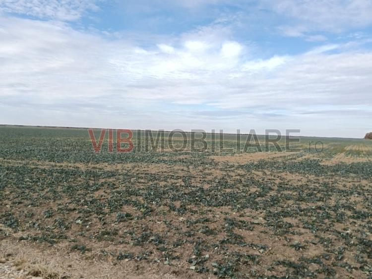 Ferma Agricolă 1.350 Hectare – Grad de Comasare 96–97%, Chișineu Criș, Județul A - 3