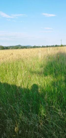 Catalina, 39 ari teren - 6