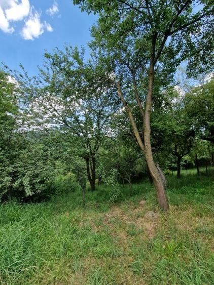 Balilesti - Stradal, casa spatioasa, 4600 mp teren intravilan - curte spatioasa - 23