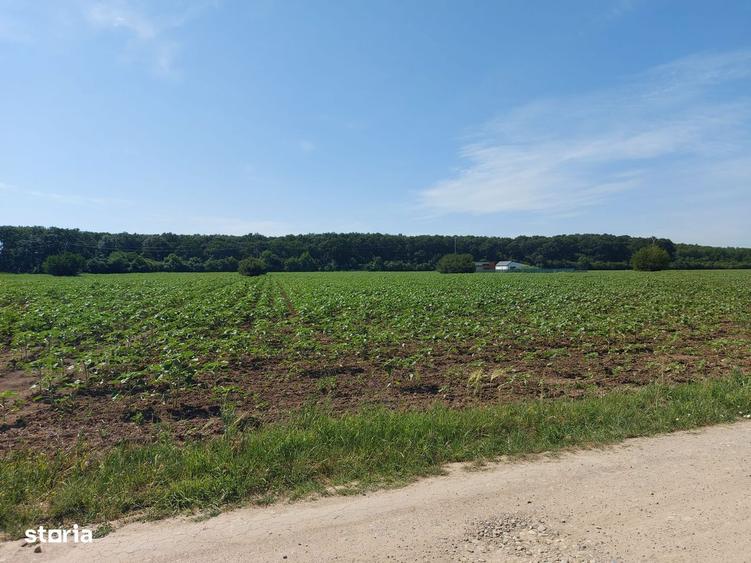 8.500 mp cu deschidere la padure, dubla deschidere Snagov Ghermanesti - 7