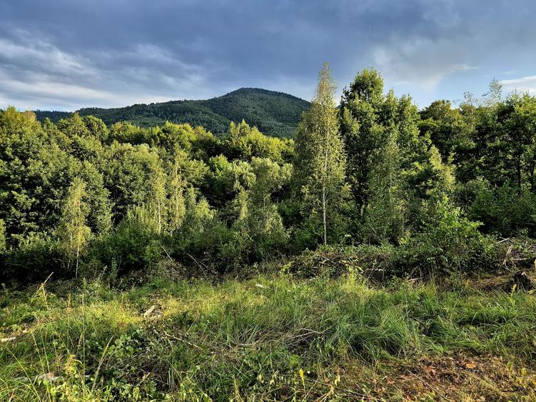 Teren agricol extravilan de 3182 mp, în Șinca Nouă