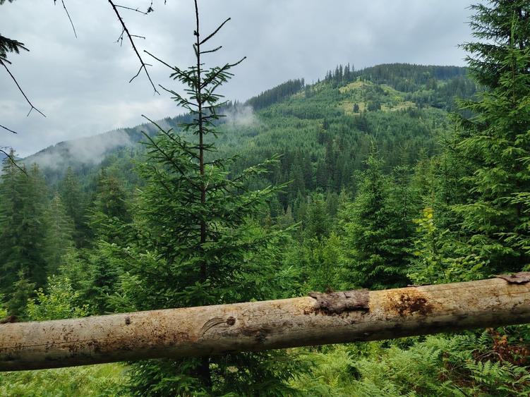 Teren de 17000 mp, în Siculeni
