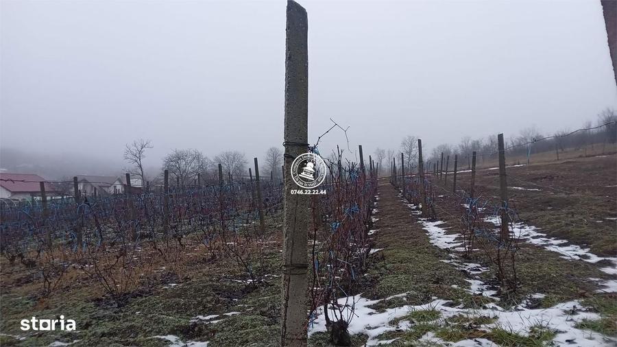 Terenuri de vanzare Iasi, Rediu - 1