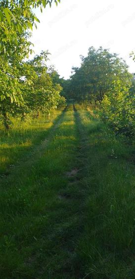 Vand casa cu teren intravilan 7347 mp in com. Stolnicieni Prajescu-Iasi - 2