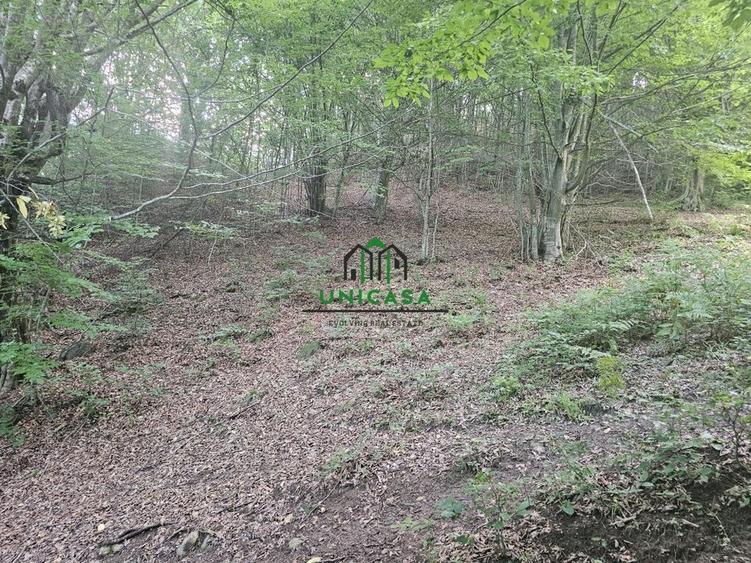 Teren extravilan  cu potential turistic - Brezoi - 4