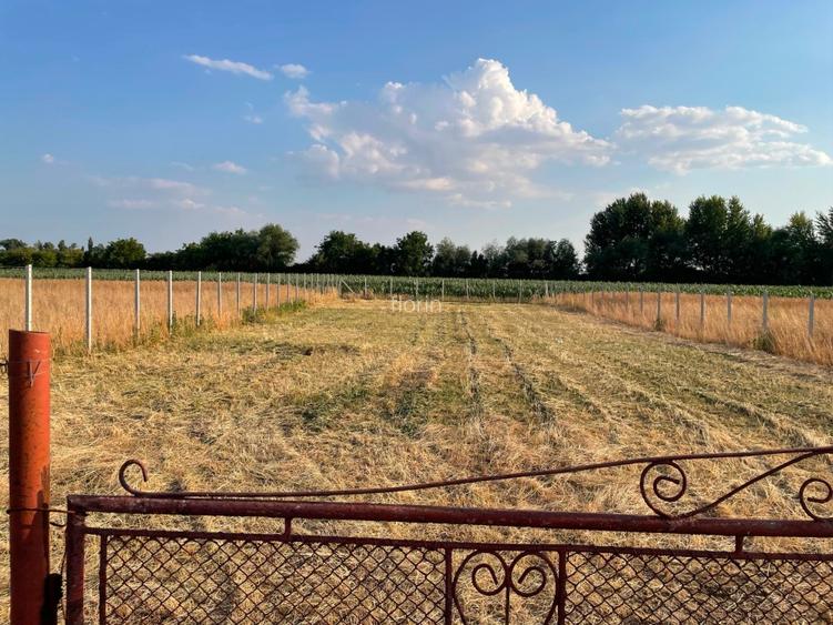 Teren intravilan 762 mp | Chișoda |