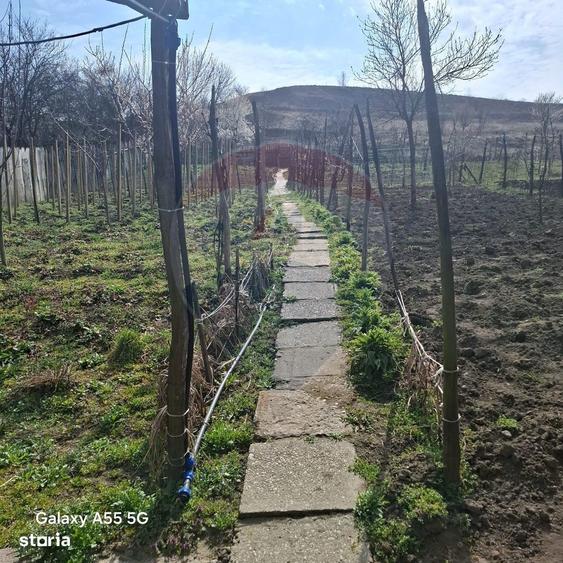 Casa cu 3 camere aproape de Medias in loc. Tarnava str. Dumbravii 58 - 10