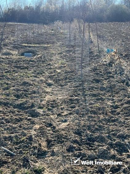 Teren extravilan cu gradina in Saliste - 6