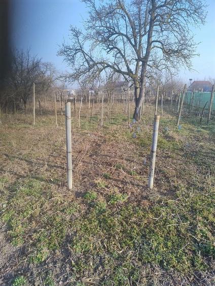Casa de vanzare in Bivolari, jud. Ia?i 3 camere, teren 1168 mp - 2