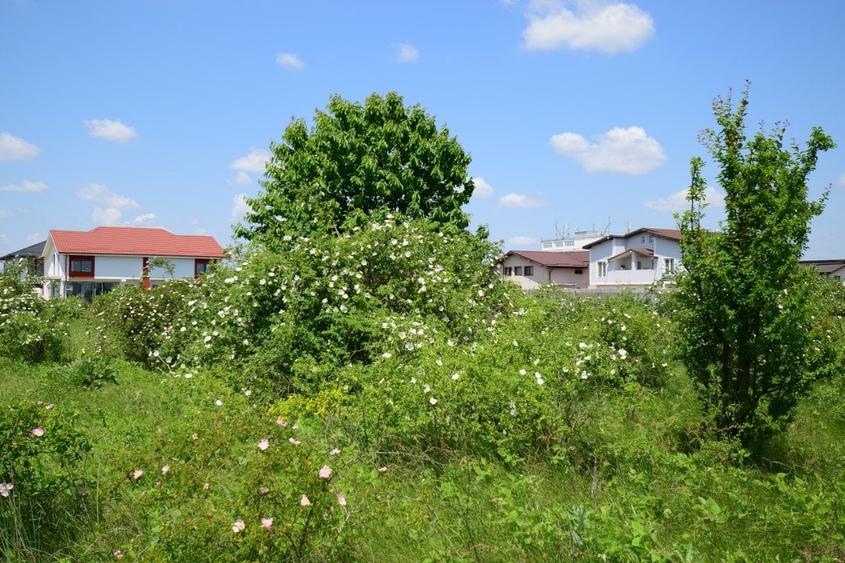 Teren 528 mp DN4 - A0 - Popești Leordeni - 6