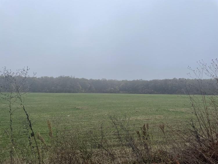 9400 mp | Ideal pentru investitie | Tunari | Deschidere la padure - 7