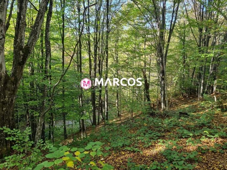 Teren Văliug, 2000mp, ID 950 - 1