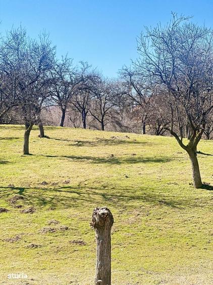TEREN SOHODOL - UN LOC UNDE NATURA I?I DEVINE PARTENER DE INVESTI?IE - 5