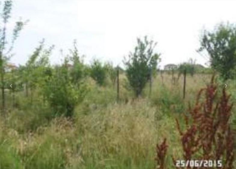 Teren Construcții intravilan de 3200 mp, în Clinceni - 2