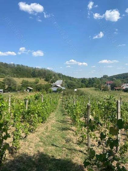 Vand casa Dragasani, Carcadiesti - 3