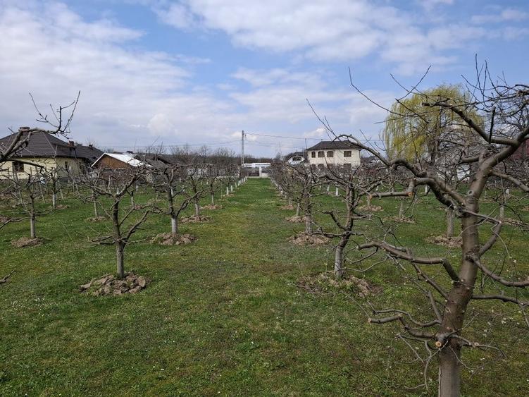 Teren Intravilan 2000 mp - Livada de meri, Raucesti - 3