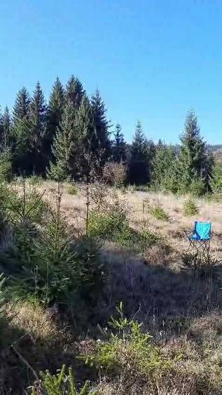 Teren intravilan superb, 1477 mp, intrare Vatra Dornei din Dorna Arini, panorama Rarau si Giumalau - 1