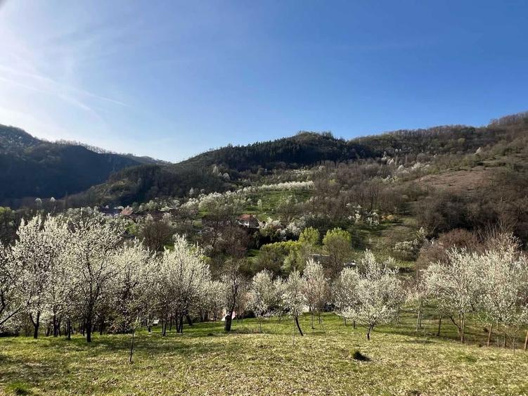 Pret actualizat | Proprietar vand casa la munte cu 6.019 mp teren, gradina, livada, utilitati complete Bacaia (Geoagiu) - 7