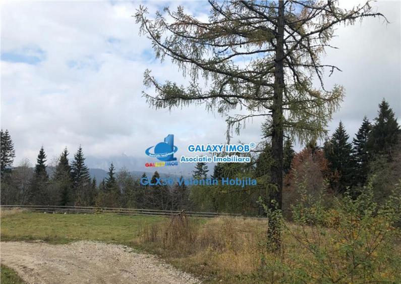 Teren 850 mp Predeal Cioplea - Belvedere - 7