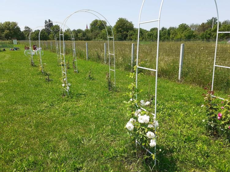 Somcuta Mare intravilan 1500 mp - 8