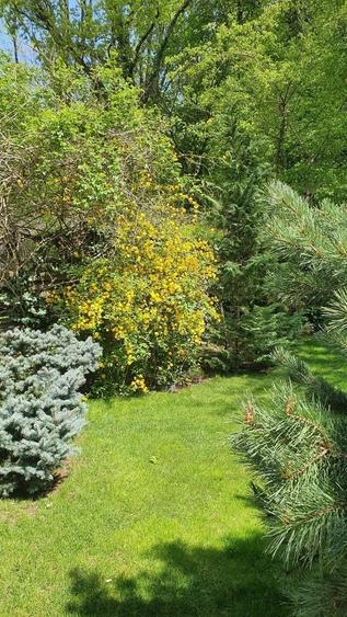 Vanzare vila 5 camere | Langa padure | Bucuresti | Baneasa - 15