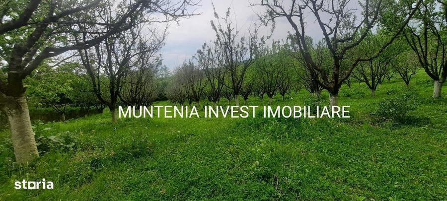 Proprietate de vanzare tip ferma, teren 28150 mp. Balilesti, Arges - 10
