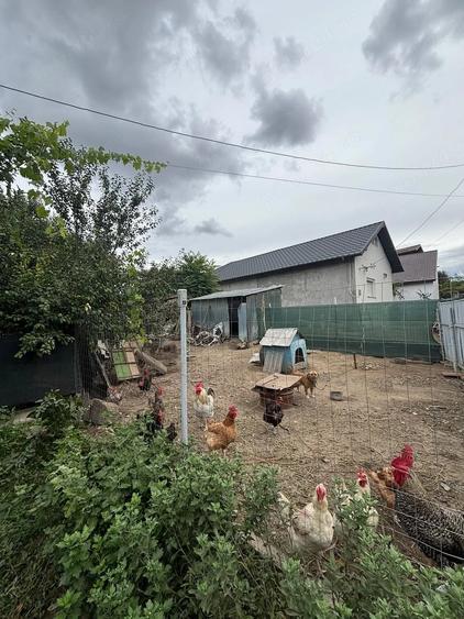 Casă cu Teren 1426 Mp în Mineri