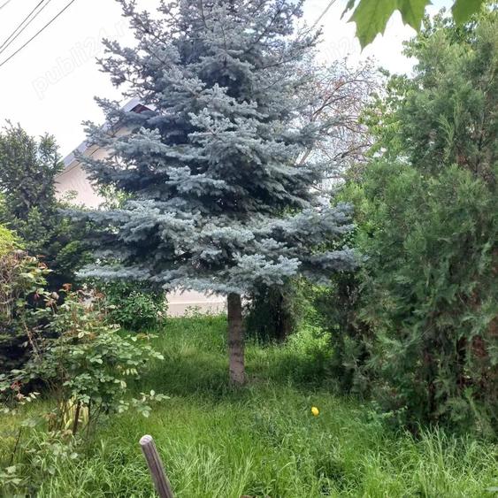 Vand casa si curte spatioase de 400 mp, cu multa verdeata,situate intr-o zona linistita! - 3