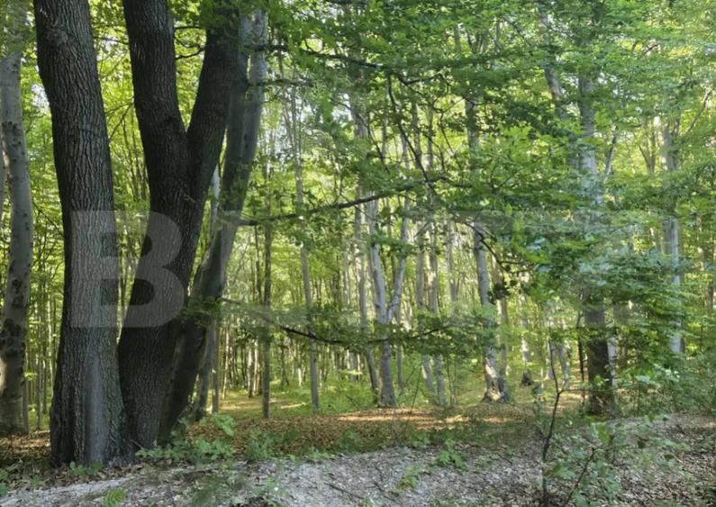 Teren de 524 mp la liziera padurii Faget - 1