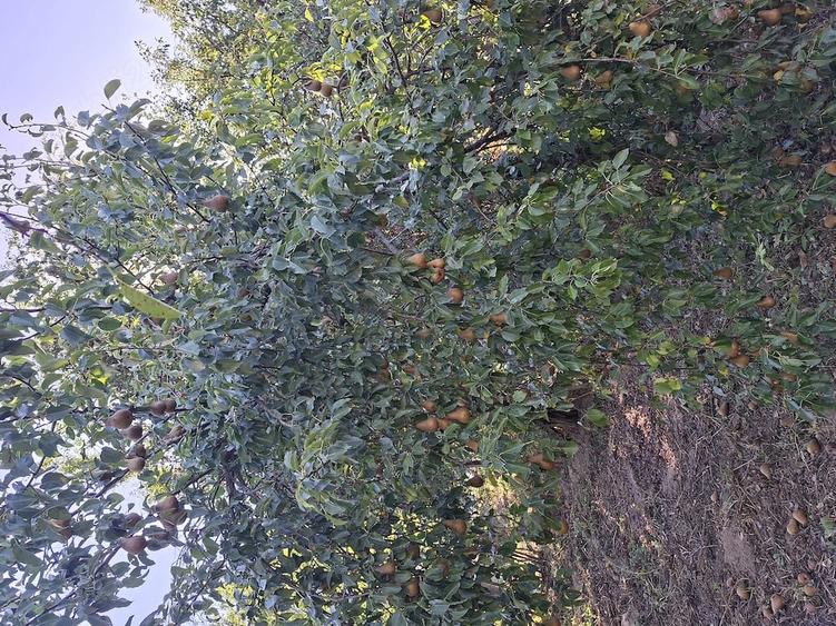 Casă cu Teren 400 Mp în Cladova