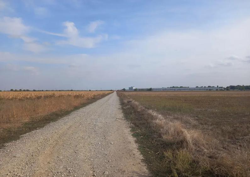 Teren extravilan Dascalu, 10.000 mp - 6