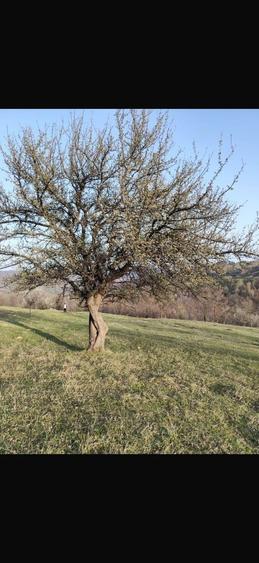 Teren intravilan Sotrile view superb Barajul Paltinu - 2