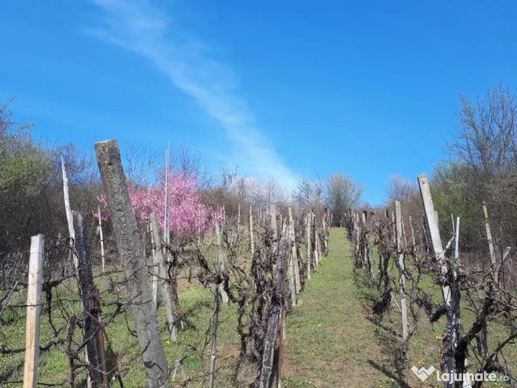 Teren cu vita de vie comuna Cristian judetul Sibiu 500mp - 3