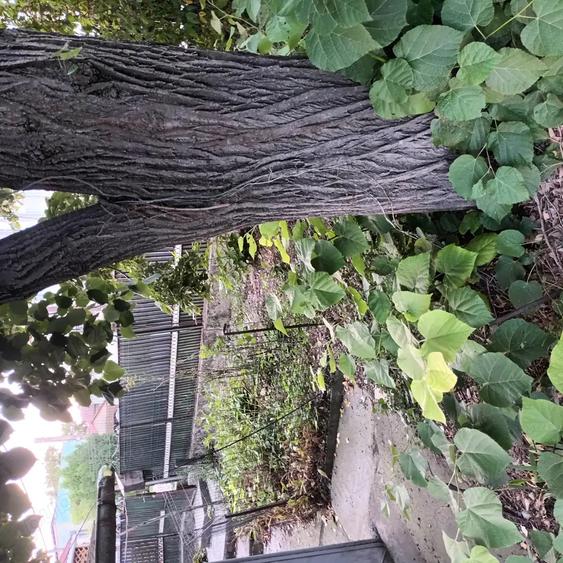 Vand casa central in Dragane?ti-Olt pe strada principala - 3