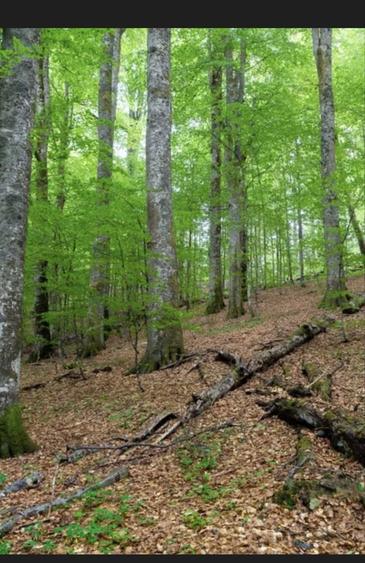 Teren Padure 14 hectare - 3