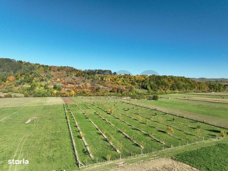 RECO, Teren cu livada de nuci, Zona Auseu, Bihor - 4