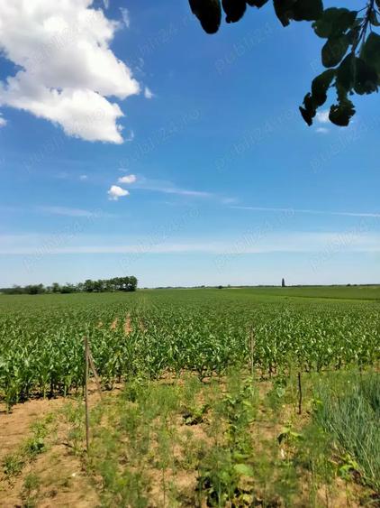 Vand casa in Voivozi, comuna ?imian - 3