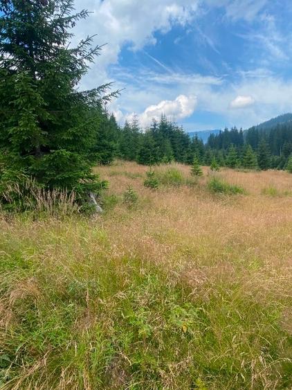 2 terenuri in zona Obarsia Lotrului - 4