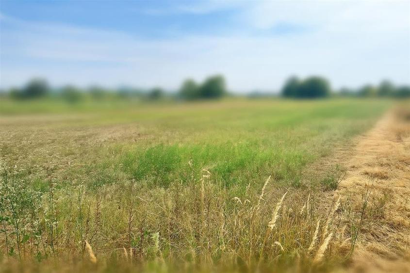 Teren intravilan de vanzare Lipanesti, parcelabil in loturi de 1000 mp - 3