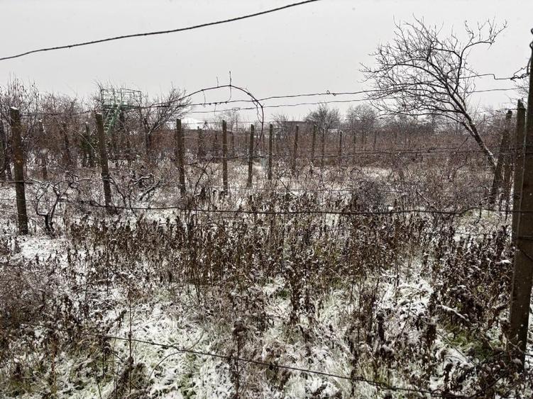 Vand gospodarie taraneasca traditionala - 6