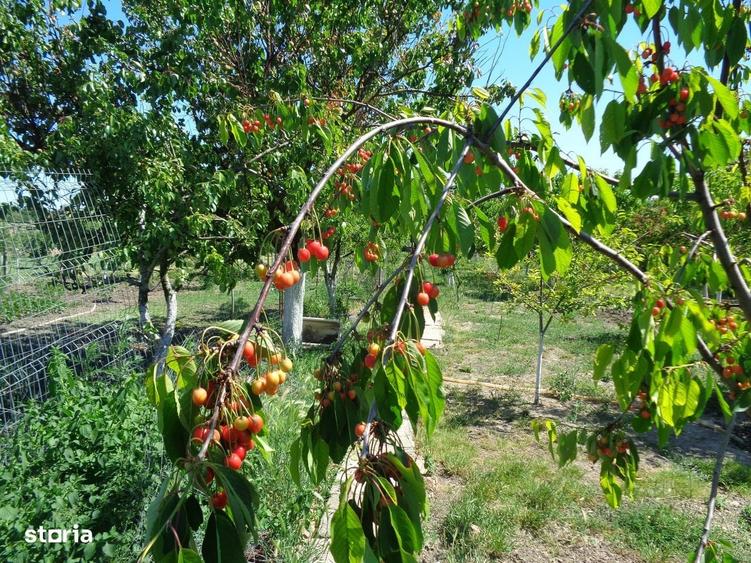 Casă cu 3 camere în Turnu