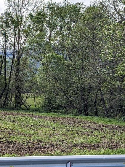 Teren în Copăcel