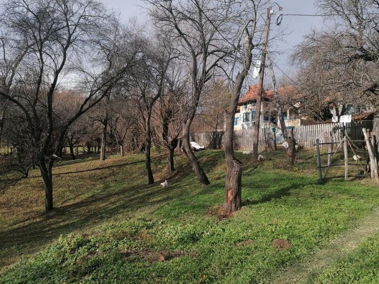 VAND CASA BATRANEASCA, 3,1 HA IN JURUL CASEI, COM.CETATENI - 1