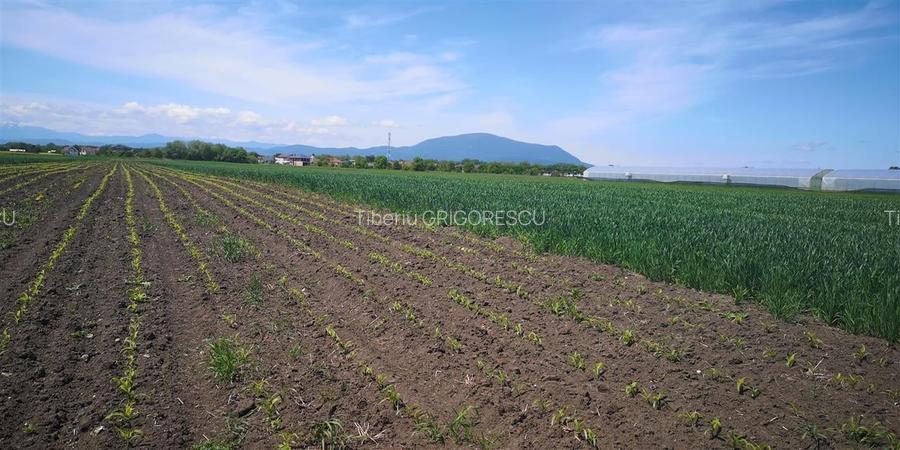 Teren Construcții intravilan de 1693 mp, în Stupini
