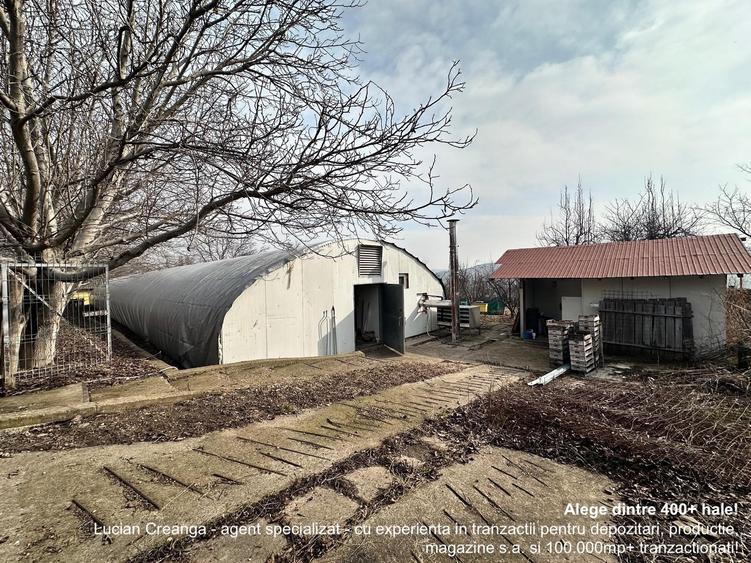 Hala/ cort ciupercarie, crestere pui, 400mp, Dumesti - 1